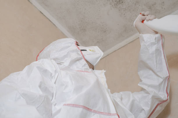 Best Mold Damage Repair  in Lake Shore, UT