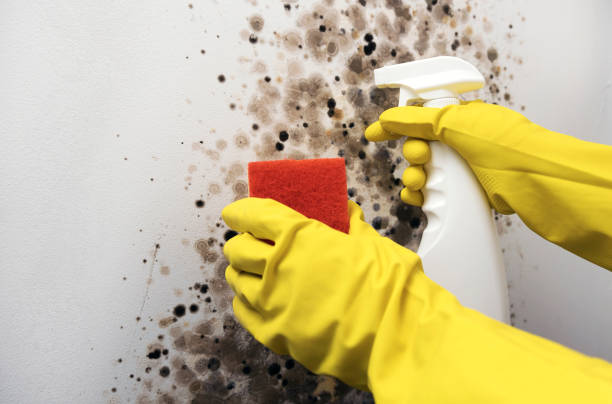 Best Affordable Mold Removal  in Lake Shore, UT