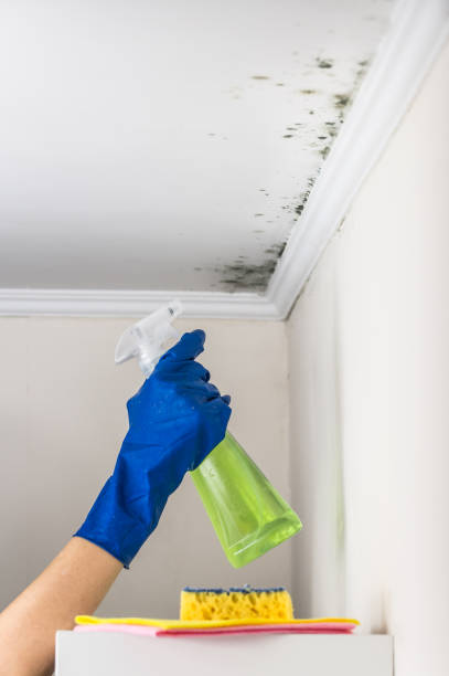 Best Commercial Mold Removal  in Lake Shore, UT